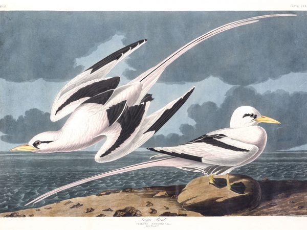 White-tailed Tropicbird