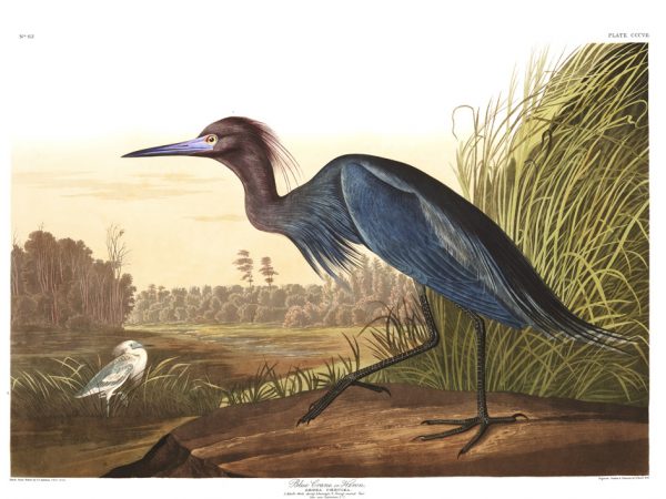 Little Blue Heron