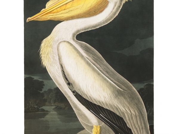 White Pelican