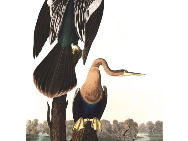 Anhinga