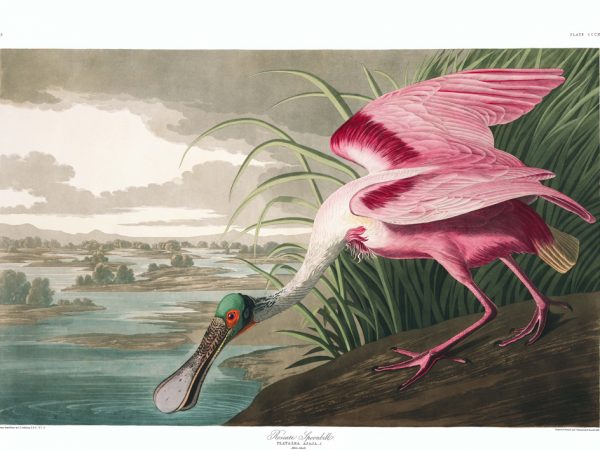 Roseate Spoonbill