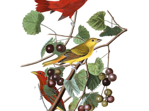 Summer Tanager