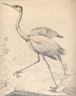 great sandhill crane