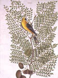 illustration of American Goldfinch