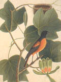 illustration of Baltimore Bird