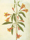 illustration of Bigonia Americana