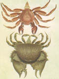 illustration of crabs