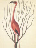 illustration of flamingo