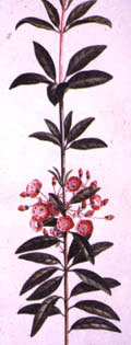 illustration of Kalmia