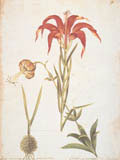 illustration of Lilium Carolinianum