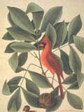 illustration of cardinal