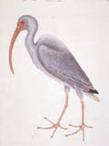 illustration of White Curlew