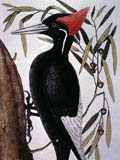 illustration of White Bill Wood Pecker on Willow Oak