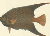 illustration of Angel Fish