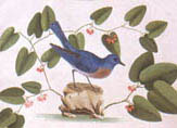 illustration of bluebird 