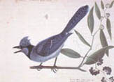 illustration of blue jay