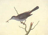 illustration of cat bird