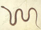 illustration of corn snake