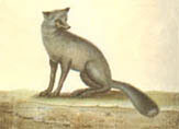 illustration of gray fox