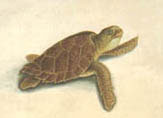 illustration of hawks bill turtle