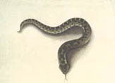 illustration of hog nose snake