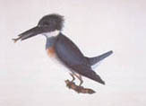 illustration of king fisher