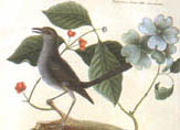 illustration of mockingbird