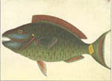 illustration of parrot fish