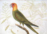 illustration of carolina parakeet