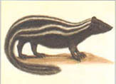 illustration of pol cat