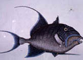 illustration of queen triggerfish