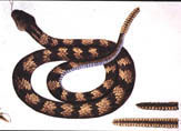 illustration of rattlesnake