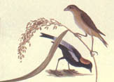 illustration of rice bird