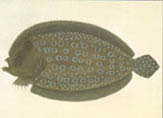 illustration of sole