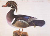 illustration of summer duck