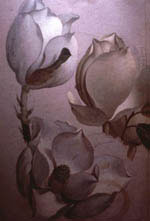 Heade magnolia study