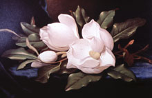 Heade giant magnolia on blue velvet cloth