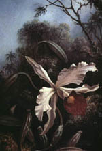 Heade orchids and hummingbird oil painting