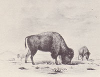 bison sketch