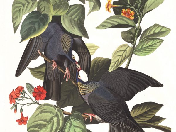 White Crowned Pigeon