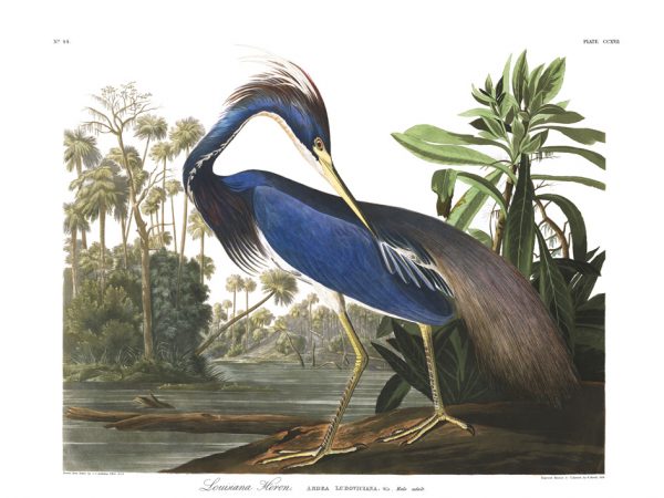 Tricolored Heron