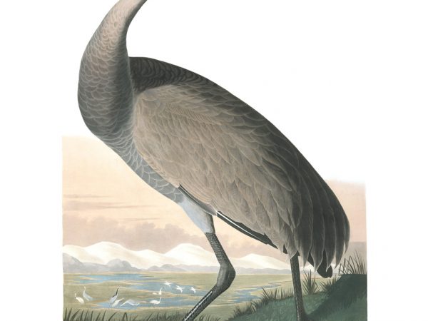 Sandhill Crane