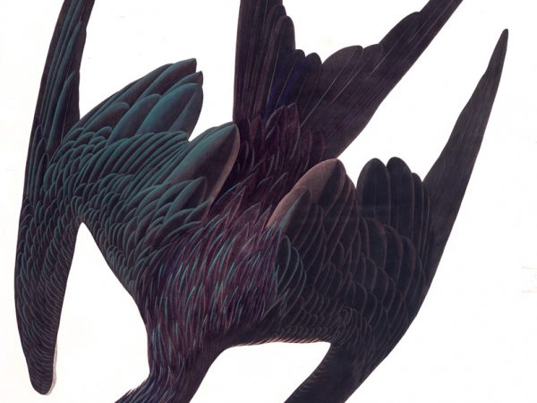 Magnificent Frigatebird