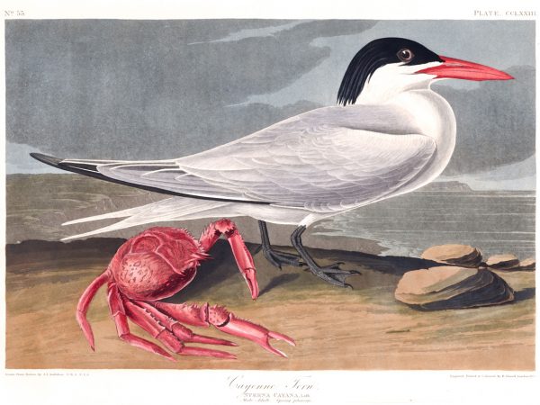 Royal Tern