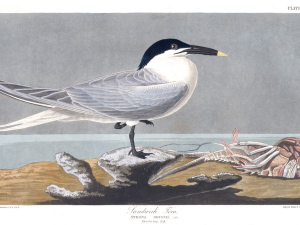 Sandwich Tern
