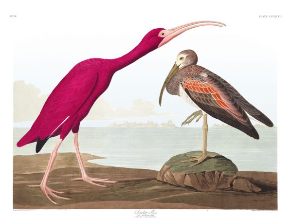 Scarlet Ibis