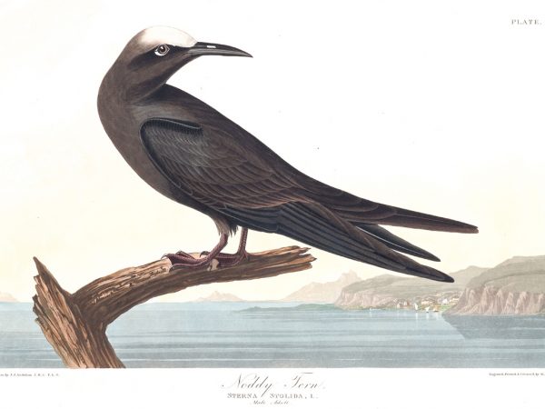 Noddy Tern