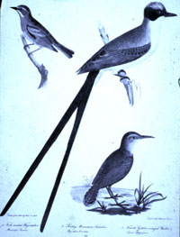 illustration of birds