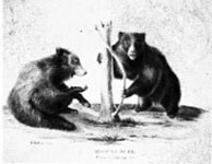 sketch of bears