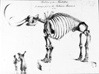 sketch of mastodon skeleton